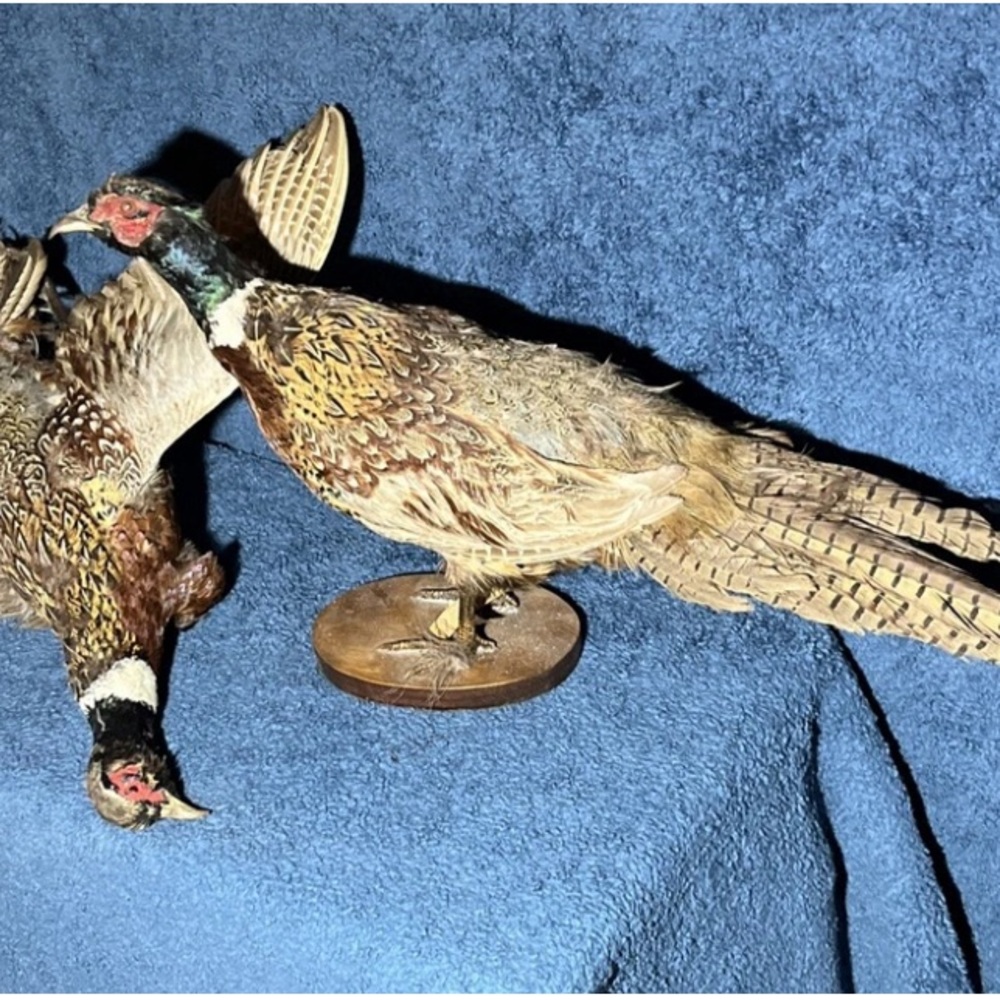 2 Ringneck Rooster Pheasant Taxidermy Standing Mount On Habitat Base